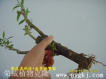 内蒙古荣威植物克隆，繁育盆景