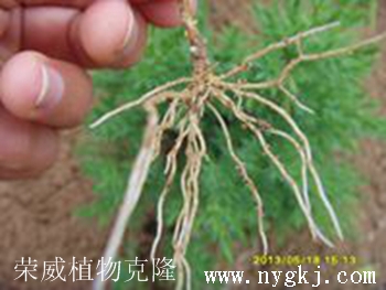 内蒙古荣威植物克隆，根系发达