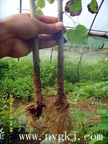 内蒙古荣威植物克隆，粗枝直接育成大苗