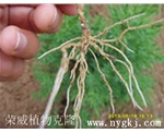 内蒙古荣威植物克隆，根系发达
